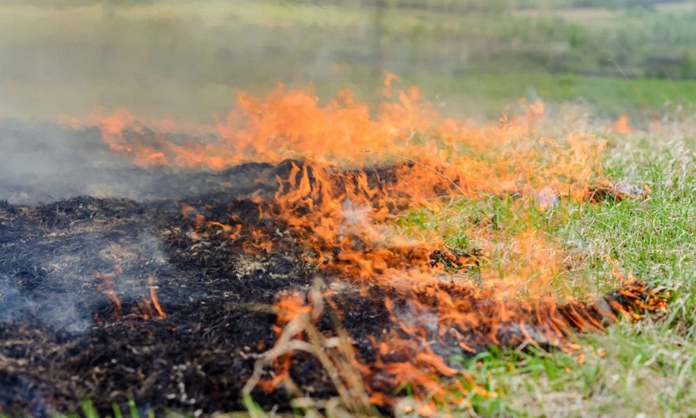 Fire moving across grass with charred grass behind and fresh grass in front of the moving flame. 