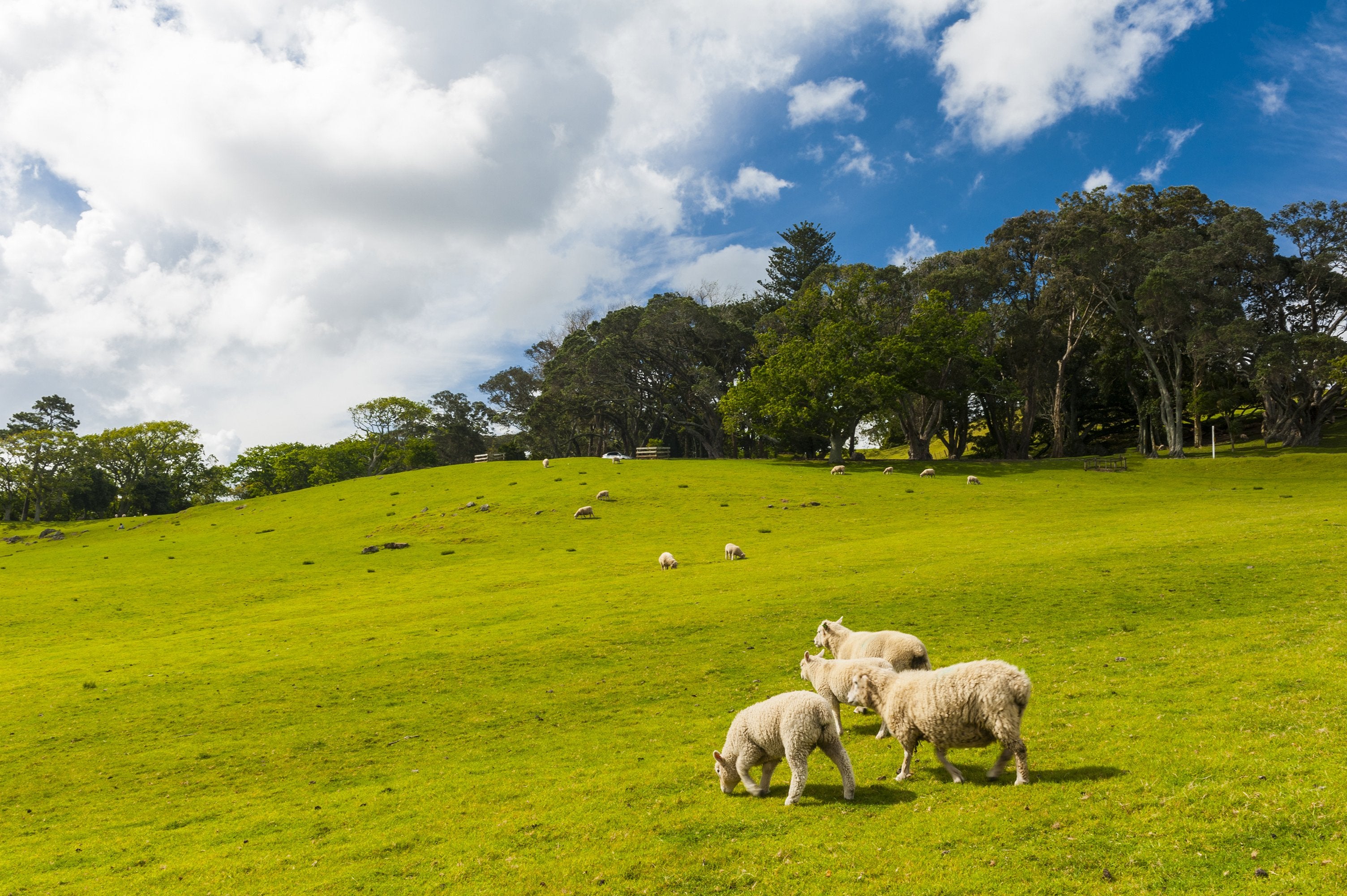 Several sheep grazing on a grassy field with trees, clouds, and blue sky in the background. 