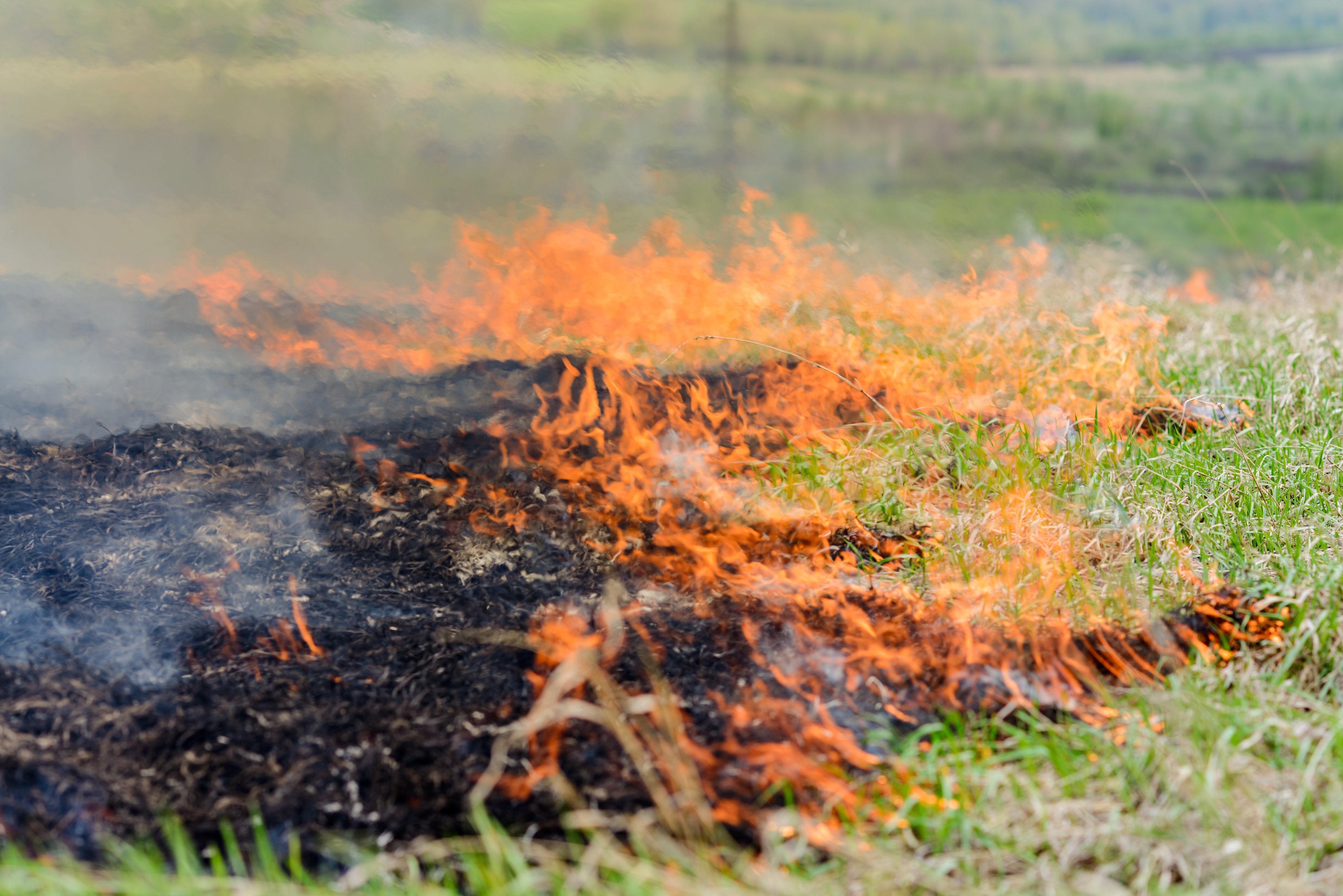 Black charred material burning on grass, a live fire in process of moving across a field. 