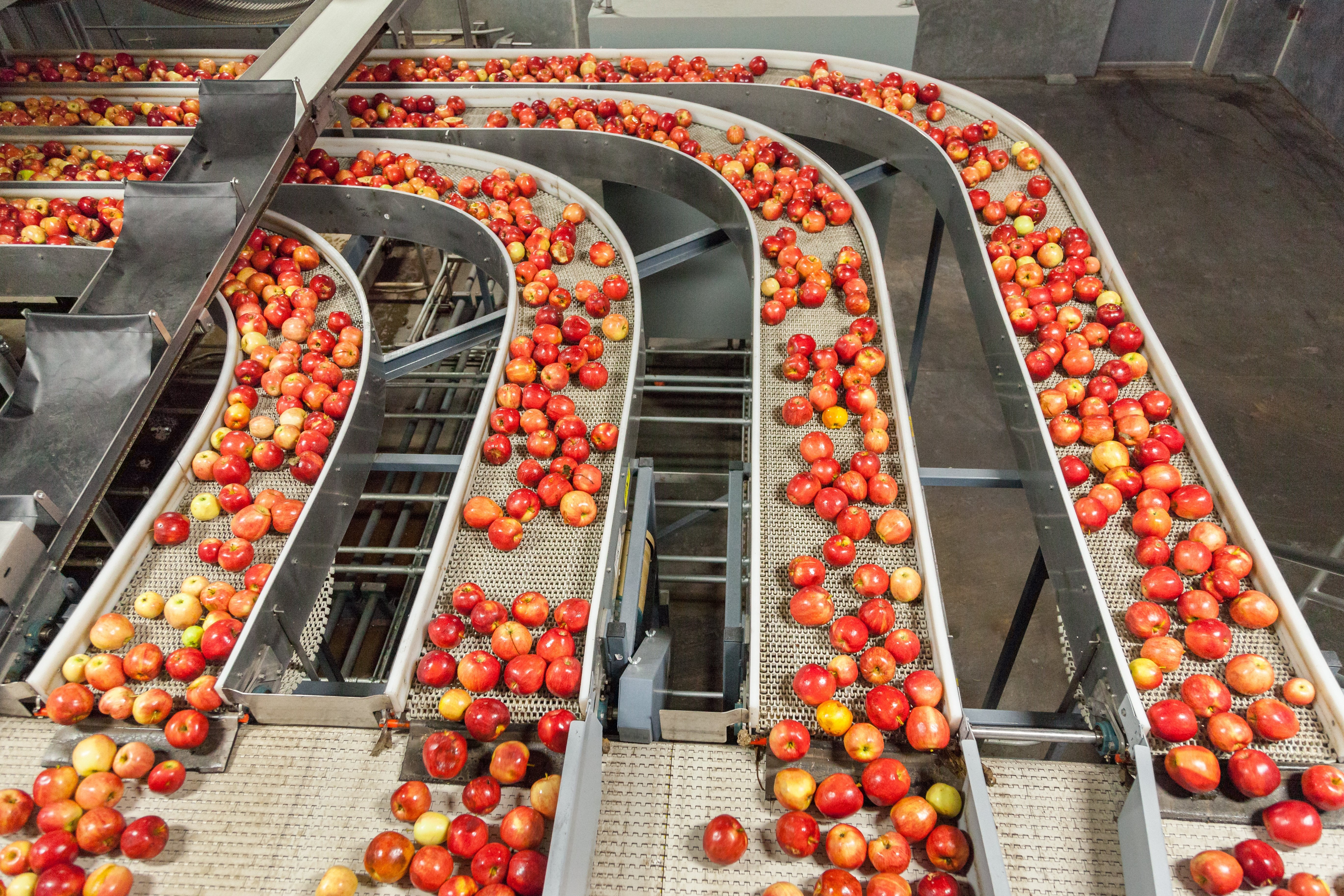 Red and yellow apples moving through a packing facility, lined up in silver trays that are separating them. 